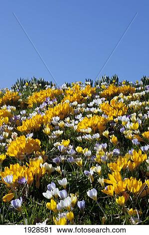 Stock Image - white and yellow flowers against a blue sky; kircubright, dumfries, scotland. Fotosearch
