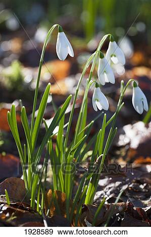 white flowers drooping; dumfries, scotland View Large Photo Image Stock Photo - white flowers drooping; dumfries, scotland. Fotosearch