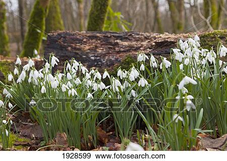 Stock Photo - white flowers growing on a forest floor beside a fallen tree; dumfries, scotland. Fotosearch