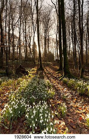 white flowers growing on the forest floor at sunset; dumfries, scotland View Large Photo Image Picture - white flowers growing on the forest floor at sunset; dumfries, scotland. Fotosearch