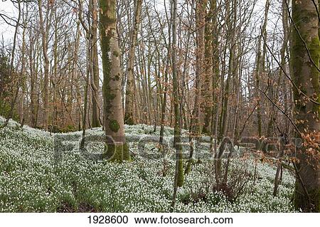 white flowers growing on the forest floor; dumfries, scotland View Large Photo Image Stock Image - white flowers growing on the forest floor; dumfries, scotland. Fotosearch