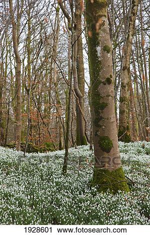 white wildflowers cover the forest floor; dumfries, scotland View Large Photo Image Stock Image - white wildflowers cover the forest floor; dumfries, scotland. Fotosearch