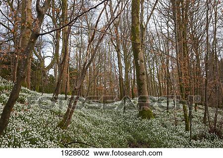 Stock Image - white wildflowers cover the forest floor; dumfries, scotland. Fotosearch