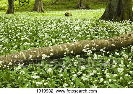 White Wildflowers Growing Amongst The Trees; Killarney, County Kerry, Ireland View Large Photo Image Stock Image - White Wildflowers Growing Amongst The Trees; Killarney, County Kerry, Ireland. Fotosearch