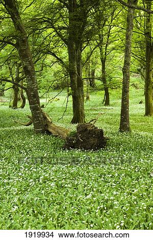 Wild Garlic Growing Amongst The Trees In Killarney Forest; Killarney, County Kerry, Ireland View Large Photo Image Picture - Wild Garlic Growing Amongst The Trees In Killarney Forest; Killarney, County Kerry, Ireland. Fotosearch