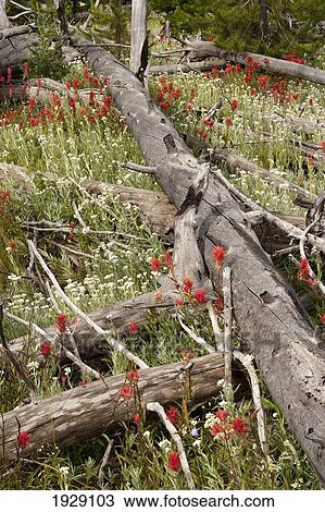 Stock Image - wildflowers and regrowth pine trees grow prolifically among logs 17 years after the 1988 wildfires in yellowstone national park; wyoming, united states of america. Fotosearch