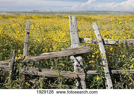 wildflowers surround rustic barb wire fence in the plains of northwestern new mexico; new mexico, united states of america View Large Photo Image Stock Photograph - wildflowers surround rustic barb wire fence in the plains of northwestern new mexico; new mexico, united states of america. Fotosearch