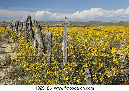 wildflowers surround rustic barb wire fence in the plains of northwestern new mexico; new mexico, united states of america View Large Photo Image Stock Photography - wildflowers surround rustic barb wire fence in the plains of northwestern new mexico; new mexico, united states of america. Fotosearch