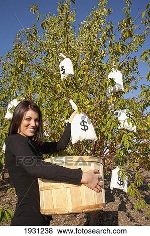 woman harvesting money bags from money tree; edmonton, alberta, canada View Large Photo Image Stock Photo - woman harvesting money bags from money tree; edmonton, alberta, canada. Fotosearch