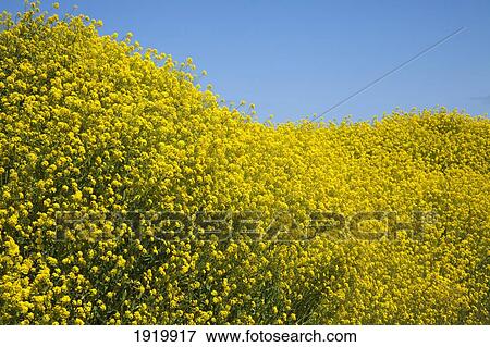 Stock Photo - Yellow Blossoms On Trees Against A Blue Sky Near Goleen; County Cork, Ireland. Fotosearch