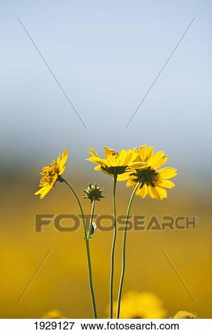 yellow flowers against soft background of blue sky and yellow flower field; new mexico, united states of america View Large Photo Image Stock Photo - yellow flowers against soft background of blue sky and yellow flower field; new mexico, united states of america. Fotosearch