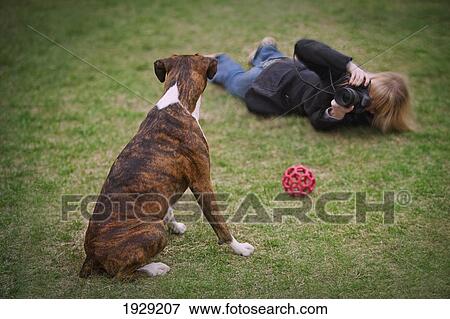 young woman photographing a boxer dog View Large Photo Image Stock Photo - young woman photographing a boxer dog. Fotosearch