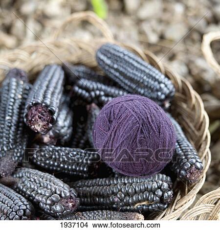 A Ball Of Purple Yarn In A Basket With Blue Corn Cobs; Chinchero Peru View Large Photo Image Picture - A Ball Of Purple Yarn In A Basket With Blue Corn Cobs; Chinchero Peru. Fotosearch