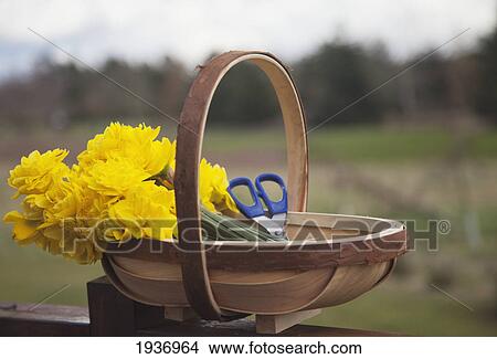 Picture - A Basket With Fresh Cut Flowers And A Pair Of Scissors; Northumberland England. Fotosearch