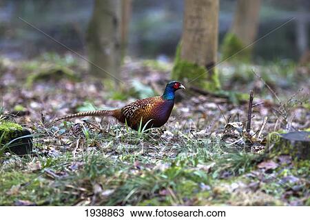 A Bird Sits On The Forest Floor; Northumberland England View Large Photo Image Stock Image - A Bird Sits On The Forest Floor; Northumberland England. Fotosearch
