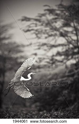 A Bird With A Large Wing Span Takes Flight; Kenya View Large Photo Image Stock Image - A Bird With A Large Wing Span Takes Flight; Kenya. Fotosearch