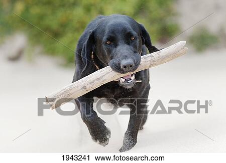 A Black Dog Carrying A Stick In It's Mouth On Punta Paloma Beach; Tarifa Cadiz Andalusia Spain View Large Photo Image Stock Image - A Black Dog Carrying A Stick In It's Mouth On Punta Paloma Beach; Tarifa Cadiz Andalusia Spain. Fotosearch