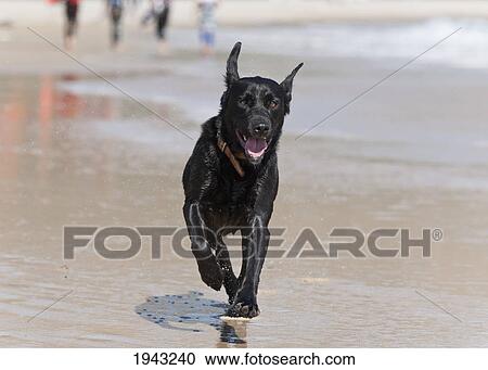 A Black Dog Runs Across The Wet Sand At Punta Paloma Beach; Tarifa Cadiz Andalusia Spain View Large Photo Image Stock Image - A Black Dog Runs Across The Wet Sand At Punta Paloma Beach; Tarifa Cadiz Andalusia Spain. Fotosearch