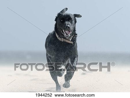 Stock Image - a black labrador dog runs down punta paloma beach; tarifa cadiz andalusia spain. Fotosearch