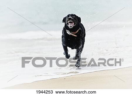 Stock Image - a black labrador dog runs down valdevaqueros beach; tarifa cadiz andalusia spain. Fotosearch