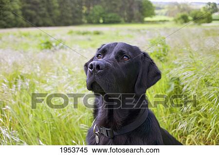 a black labrador retriever in the long grass; newbrough northumberland england View Large Photo Image Stock Photography - a black labrador retriever in the long grass; newbrough northumberland england. Fotosearch
