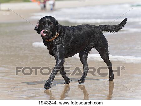 A Black Labrador Walks On The Wet Sand Of Punta Paloma Beach; Tarifa Cadiz Andalusia Spain View Large Photo Image Picture - A Black Labrador Walks On The Wet Sand Of Punta Paloma Beach; Tarifa Cadiz Andalusia Spain. Fotosearch