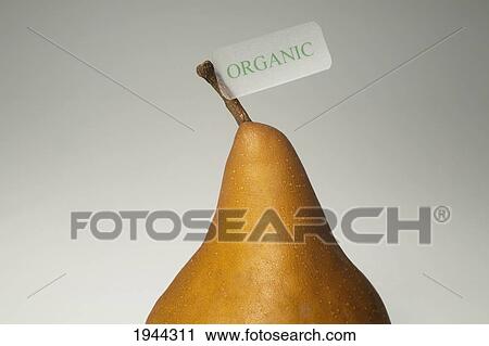 Stock Image - a bosch pear with an organic label on the stem; waterloo quebec canada. Fotosearch