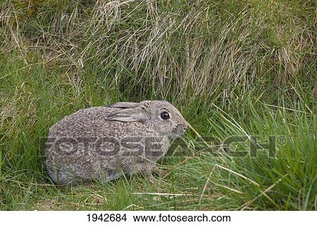 Picture - A Brown Rabbit Hides In The Grass; Northumberland England. Fotosearch