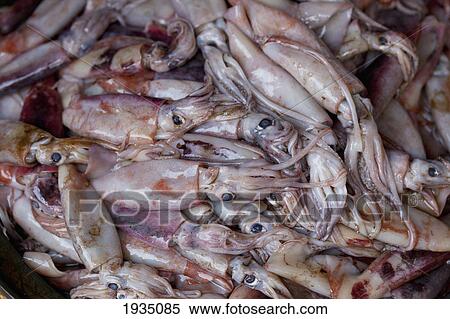 A Bucket Of Fresh Squid In Fish Market; Bais, s Island, Philippines View Large Photo Image Stock Photography - A Bucket Of Fresh Squid In Fish Market; Bais, s Island, Philippines. Fotosearch