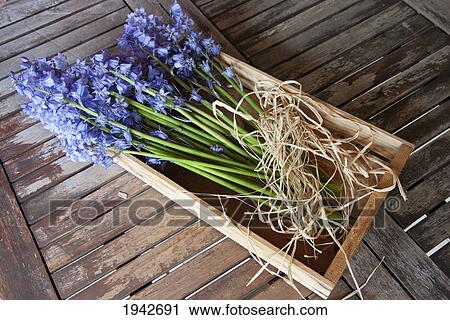 Stock Image - A Bundle Of Bluebells Tied With Twine; Northumberland England. Fotosearch