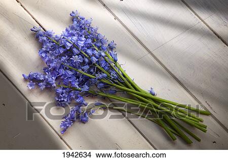Picture - A Bundle Of Bluebells; Whitburn Tyne And Wear England. Fotosearch