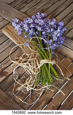 Stock Image - A Bundle Of Bluebells Wrapped With Twine; Northumberland England. Fotosearch