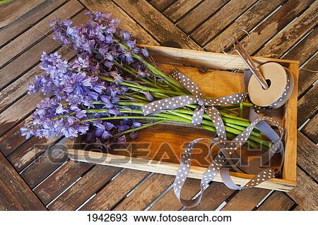 A Bundle Of Bluebells Wrapped With Ribbon; Northumberland England View Large Photo Image Stock Image - A Bundle Of Bluebells Wrapped With Ribbon; Northumberland England. Fotosearch