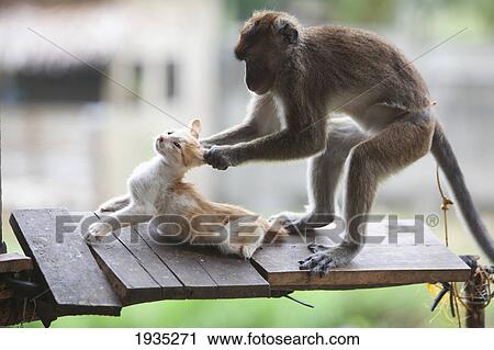 Stock Image - A Captive Monkey Pulls A Kitten's Ears At A Farmer's Property Near Bias City; s Island, Philippines. Fotosearch