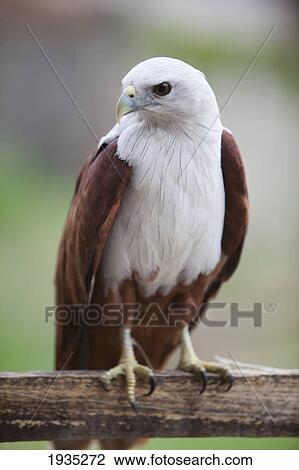 Stock Image - A Captive Philippine Hawk At A Farmer's Yard Near Bias City; s Island, Philippines. Fotosearch