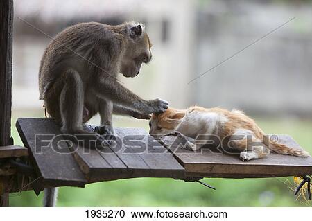 A Captured Pet Monkey Grooms A Kitten At A Farmer's Property Near Bias City; s Island, Philippines View Large Photo Image Stock Image - A Captured Pet Monkey Grooms A Kitten At A Farmer's Property Near Bias City; s Island, Philippines. Fotosearch