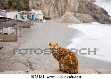 A Cat Sits On A Stone Ledge On The Beach; Nerja Malaga Andalusia Spain View Large Photo Image Stock Image - A Cat Sits On A Stone Ledge On The Beach; Nerja Malaga Andalusia Spain. Fotosearch