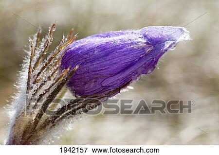 A Closed Prairie Crocus With Water Droplets; Calgary Alberta Canada View Large Photo Image Stock Photo - A Closed Prairie Crocus With Water Droplets; Calgary Alberta Canada. Fotosearch