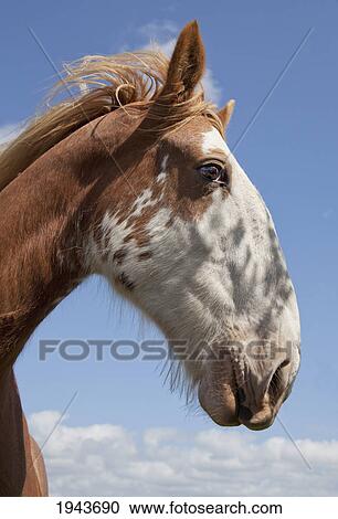A Clydesdale Horse; Northumberland England View Large Photo Image Stock Image - A Clydesdale Horse; Northumberland England. Fotosearch