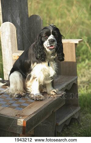 Stock Image - A Cocker Spaniel Sitting On A Bench; Troutdale Oregon United States Of America. Fotosearch