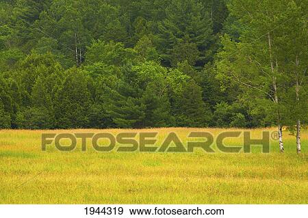 a country meadow with trees along the edge; fulford quebec canada View Large Photo Image Stock Photo - a country meadow with trees along the edge; fulford quebec canada. Fotosearch