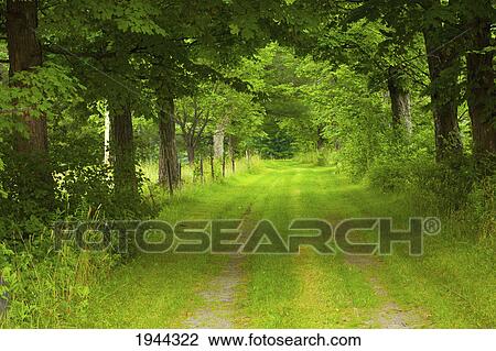 Stock Image - a country road grown over with grass; fulford quebec canada. Fotosearch