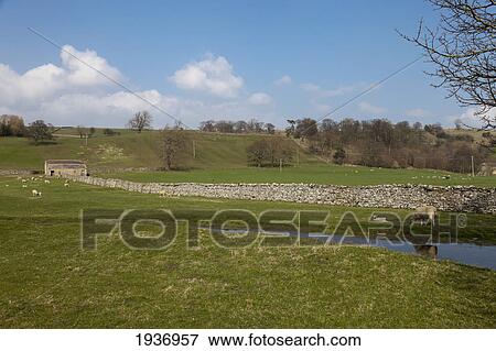 Stock Photo - A Cow And Sheep Grazing; Coverham Yorkshire England. Fotosearch