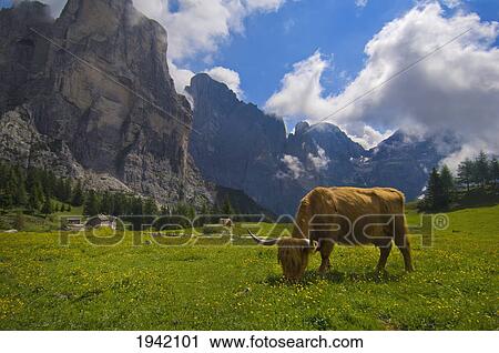 Stock Image - A Cow Grazes In A Meadow In A Mountain Valley; Civetta Italy. Fotosearch
