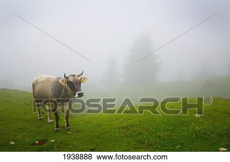 Stock Photo - A Cow In A Pasture In The Fog; Veneto Italy. Fotosearch