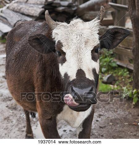 Picture - A Cow Licking His Lips; Punakha District Bhutan. Fotosearch
