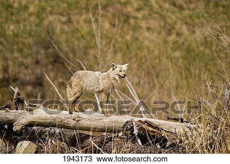 A Coyote Stands On A Dead Tree Trunk; Calgary Alberta Canada View Large Photo Image Stock Image - A Coyote Stands On A Dead Tree Trunk; Calgary Alberta Canada. Fotosearch