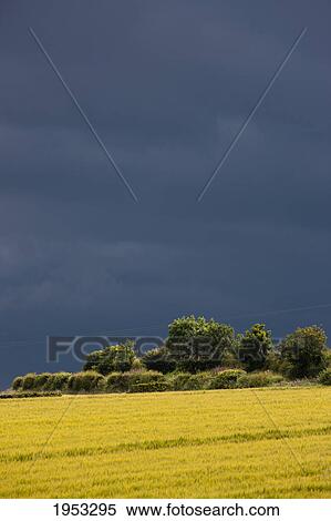 a dark stormy sky over a yellow field; st. abb's head scottish borders scotland View Large Photo Image Stock Photography - a dark stormy sky over a yellow field; st. abb's head scottish borders scotland. Fotosearch