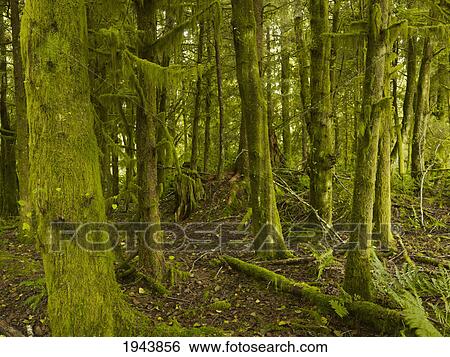 Stock Photograph - A Dense Forest At Comber Beach; Tofino British Columbia Canada. Fotosearch