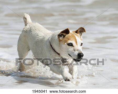 Stock Image - a dog running in the shallow water; tarifa cadiz andalusia spain. Fotosearch
